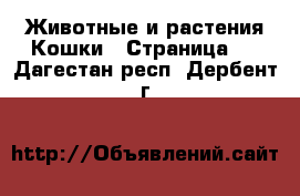 Животные и растения Кошки - Страница 3 . Дагестан респ.,Дербент г.